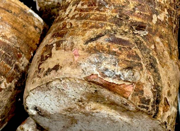 istock Texture of taro skin 2165168976