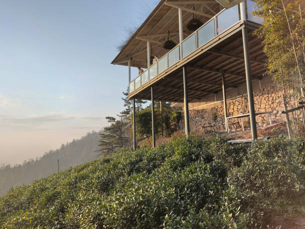 Moganshan, China- 29 Nov, 2023: Tea plantation in Moganshan, China. Moganshan white tea is among the most famous and aromatic teas in China