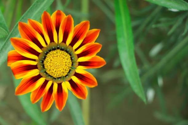Orange gazania flower closeup with copy space