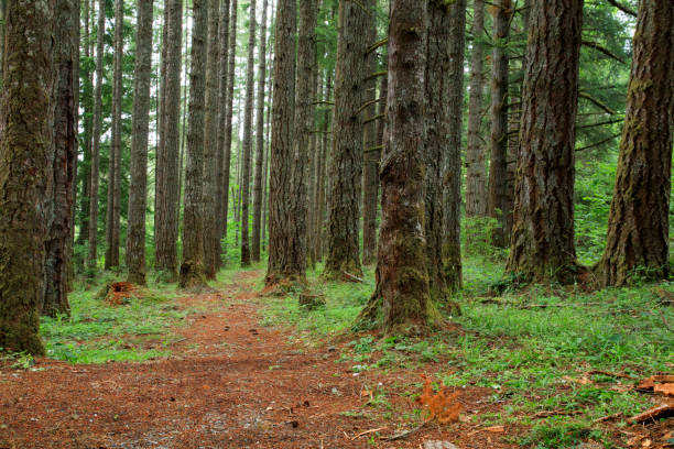 USA, Oregon, Springfield, Forest path, Fall Creek Lake.