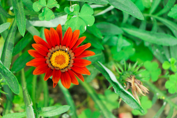 Red orange gazania flower closeup with copy space