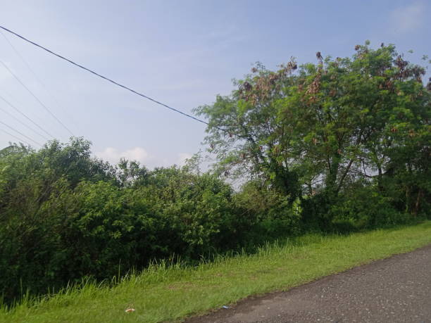 istock tree on the side of the road 2165172851