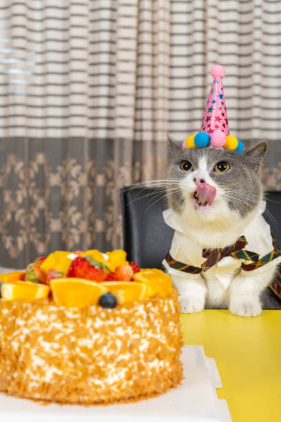 istock cute british shorthair cat celebrating her birthday vertical composition 2165174147