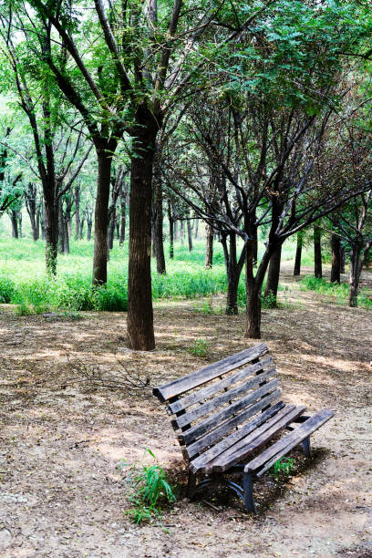 old bench in woodland