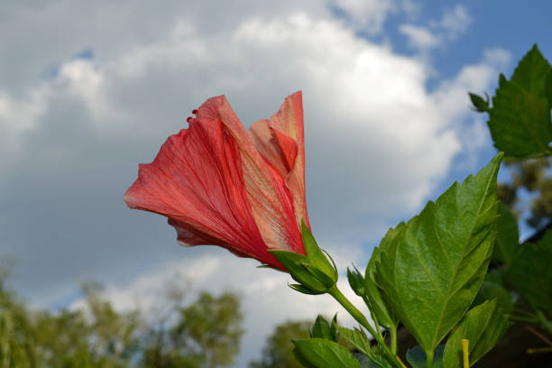 During an evening stroll in Altamonte Springs, Florida, a vibrant red hibiscus flower stands out against the backdrop of a cloudy sky.