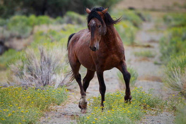 Wild horse prancing in a field