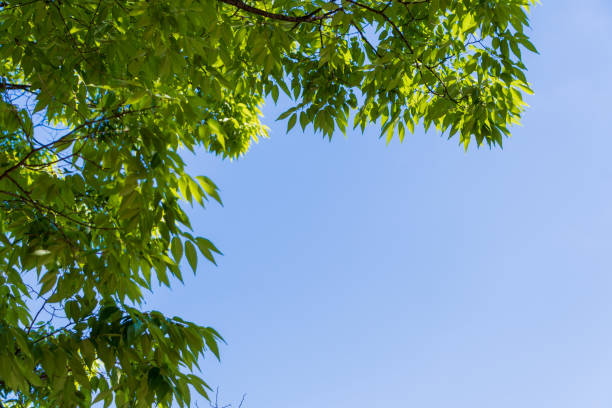 istock Blue Sky Framed by Green Leaves 2165179550