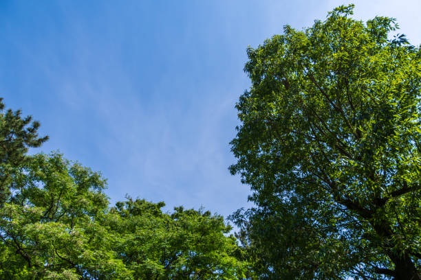 istock Summer Sky and Green Trees 2165179582