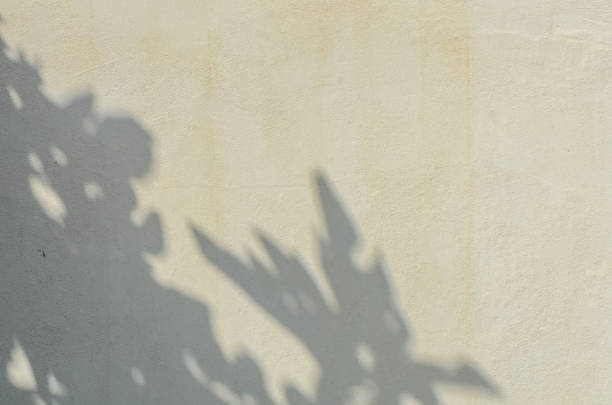 istock shadow of the leaves on a white wall 2165180846