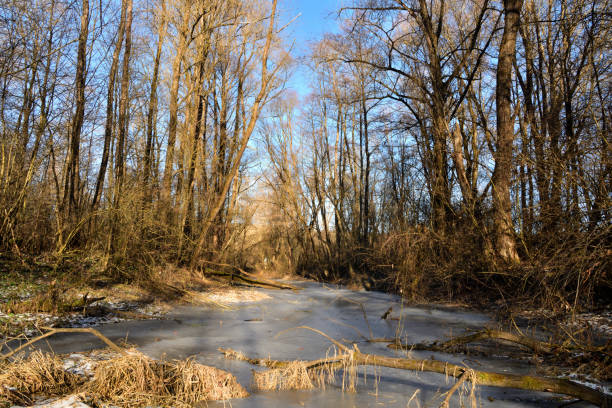 Eye view from below on a frozen river in winter flowing in the middle of the forest