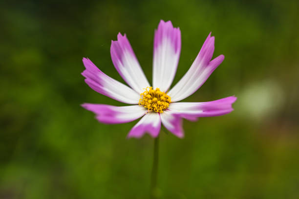 A delicate flower with purple-tipped white petals and a yellow center stands against a blurred green background. The close-up shot emphasizes the intricate details and vibrant colors of the bloom.