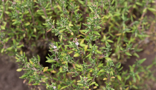 istock Thyme in a garden bed. Growing fragrant herbs. Medicinal plants 2165184616