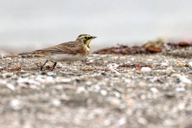 male horned lark running, Surrey, BC, Canada