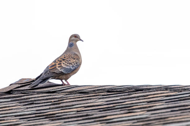 Oriental Turtle Dove on a roof