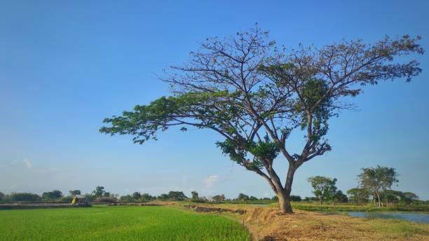istock A rice field with a tree next to it in rural area during sunny day 2165185774