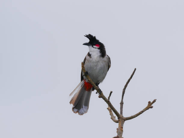 istock Red Whiskered Bulbul bird isolated in overcast sky 2165185959