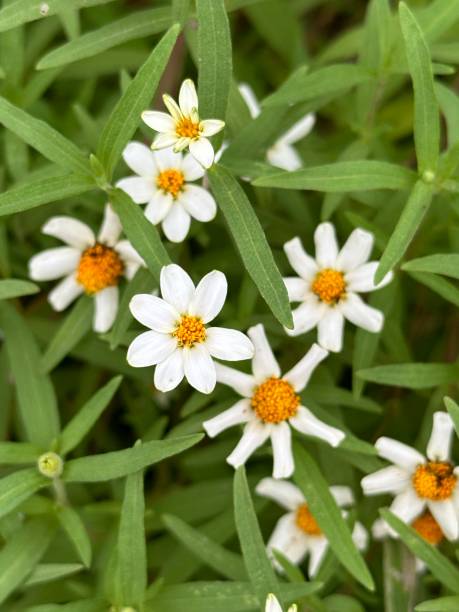 istock White flowers in the garden 2165186012