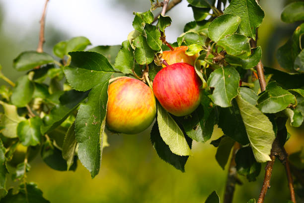 istock Apple tree branch laden with Ripe Red apples 2165186171