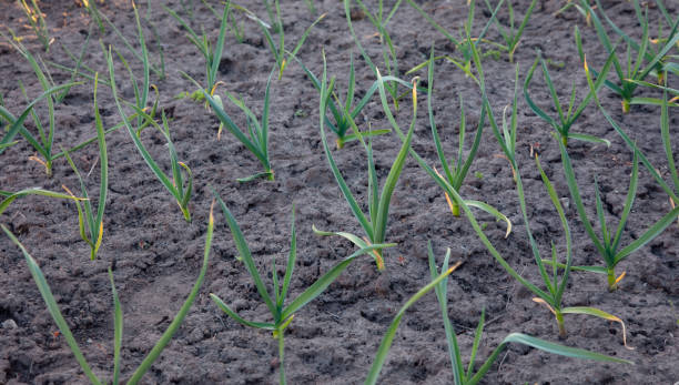 istock Growing garlic in the garden. 2165186198