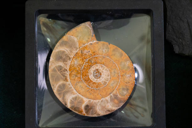 Ammonite polished, worked with the original stone frame