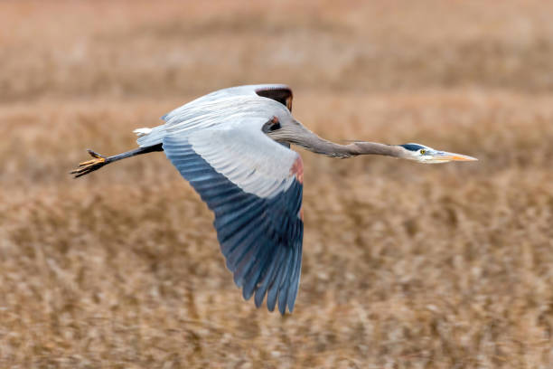 istock Great Blue Heron flying over Alviso. 2165189350