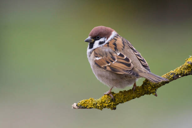 istock Bird - Tree sparrow Passer montanus, winter time Poland Europe 2165191301