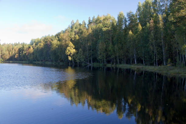 istock A birch forest reflected in the lake water 2165191599