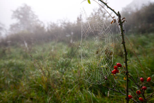 Cobweb covered in dew during heavy fog.