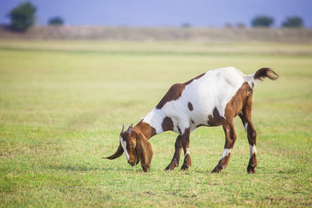 A goat munches on fresh green leaves in a lush pasture, capturing the tranquillity of rural life.