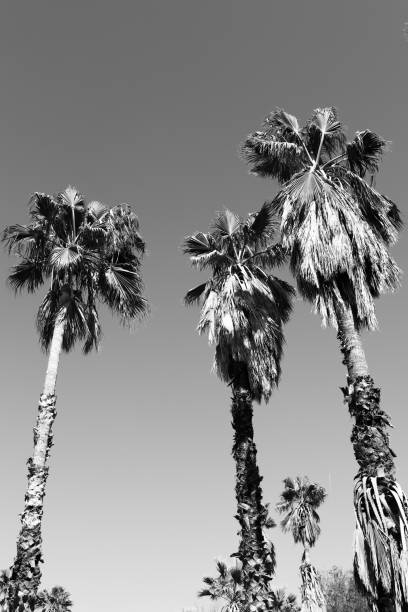 istock Black and White Palm Trees Against the Sky 2165194945
