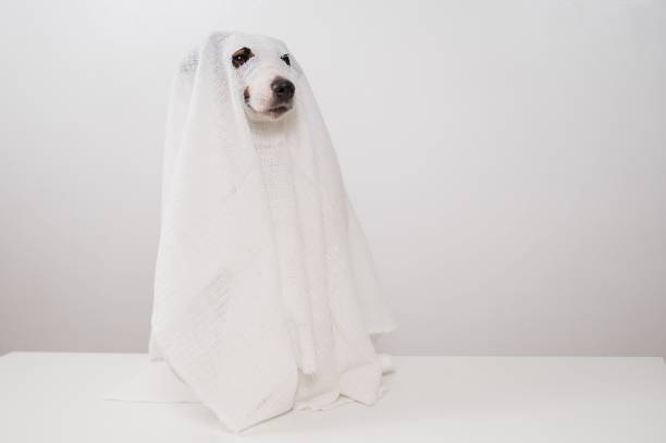 istock Dog Jack Russell Terrier in a ghost costume on a white background. 2165201893