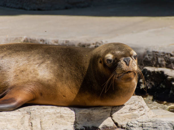 istock Seal lying on a rock in the sun 2165202167
