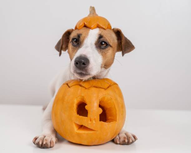 istock Jack Russell Terrier dog with a pumpkin cap and a jack-o-lantern on a white background. 2165202317