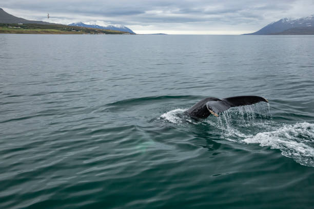 istock Humpback whales of Iceland 2165204079