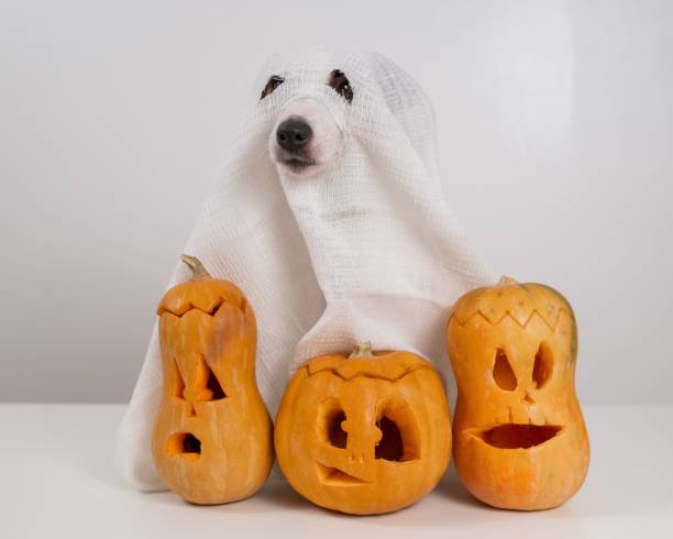 istock Jack Russell Terrier dog in a ghost costume and three jack-o-lanterns on a white background. 2165204909