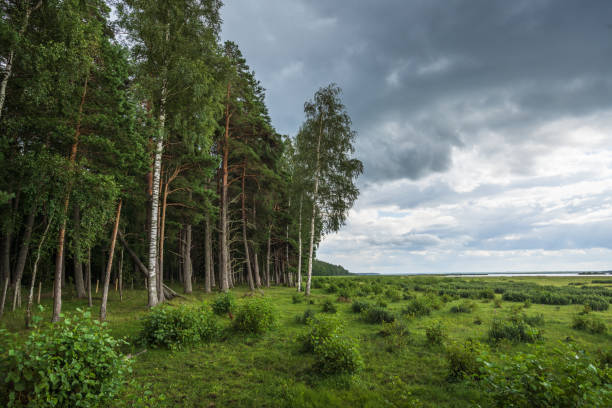 A forest on the shore of Lake Engure near flooded meadows