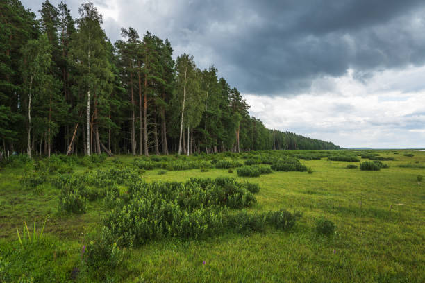 A forest on the shore of Lake Engure near flooded meadows
