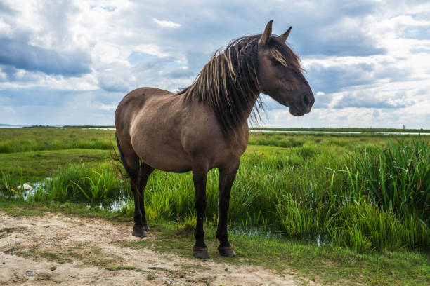 Wild horses living in the meadows of Lake Engure. Birdwatching tower in the background