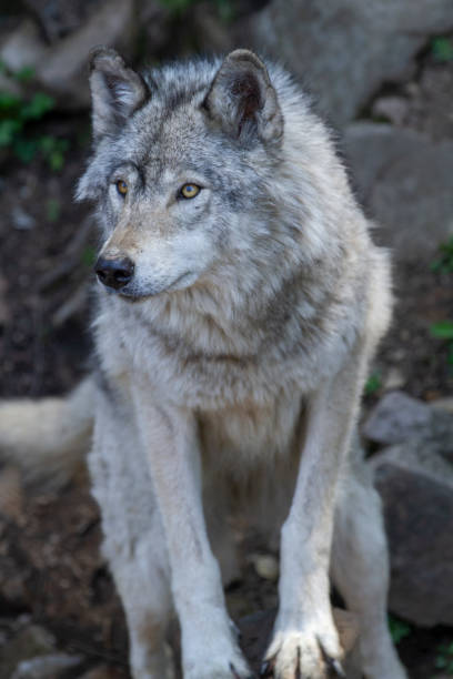 istock Lone grey wolf stares off into the forest. 2165205305