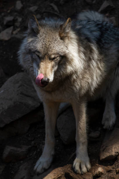istock Lone grey wolf in the warm sun licks his snout. 2165205306