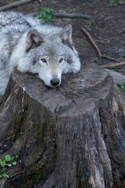 istock Lone grey wolf takes a rest, laying on a stump in the forest. 2165205307