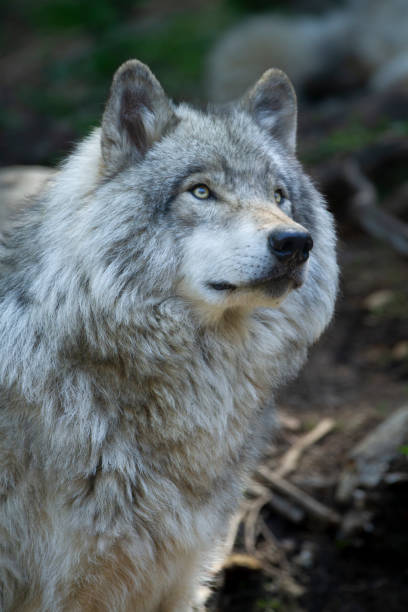istock Lone grey wolf stares off into the forest. 2165205315