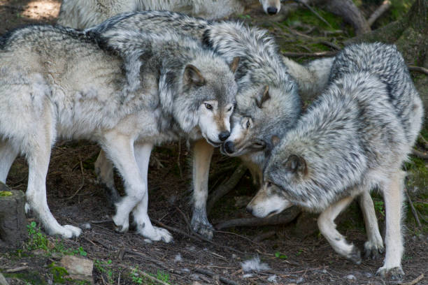 wolves in forest during fall