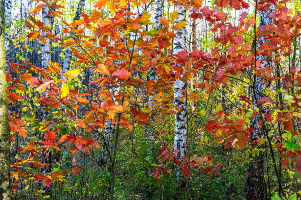 Red autumn leaves against the background of white birches in a shady forest.
