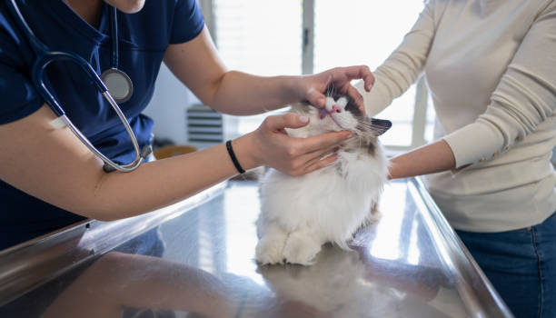 istock Veterinarian Examining Beautiful Longhair Cat 2165206348
