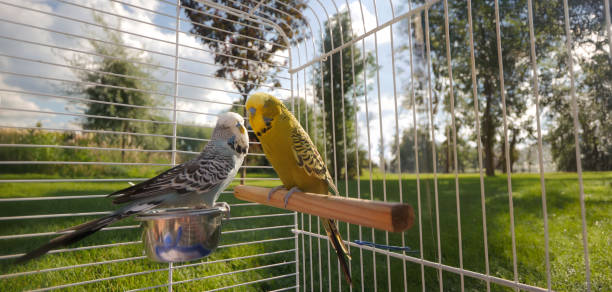 istock Two budgerigars perch inside a cage, set against a beautiful outdoor backdrop of trees and grass. 2165207103