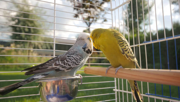 Two budgerigars gently kissing inside a cage on a lawn in a backyard, creating a heartwarming scene.
