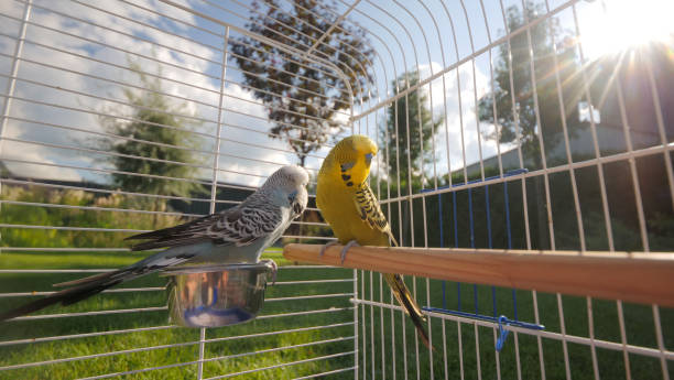 istock Two budgerigars gently kiss inside a cage placed on a backyard lawn, illuminated by the setting sun. 2165207169