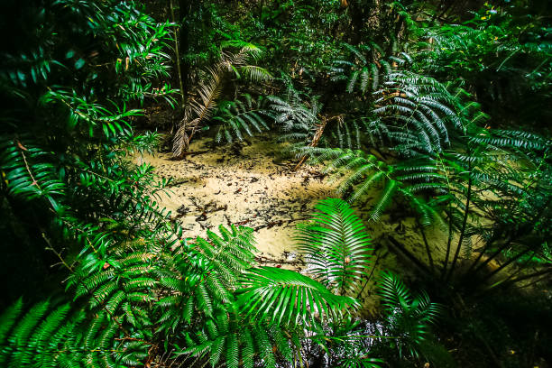 istock green tropical forest on day noon light. 2165207530