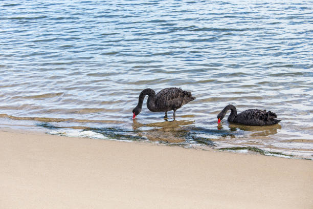 selective focus of black swan floating in blue lake.